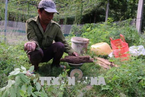 Ông Nguyễn Quốc Tuấn trồng khoai mài có hiệu quả kinh tế cao  Kinh nghiệm  làm ăn  Báo ảnh Dân tộc và Miền núi