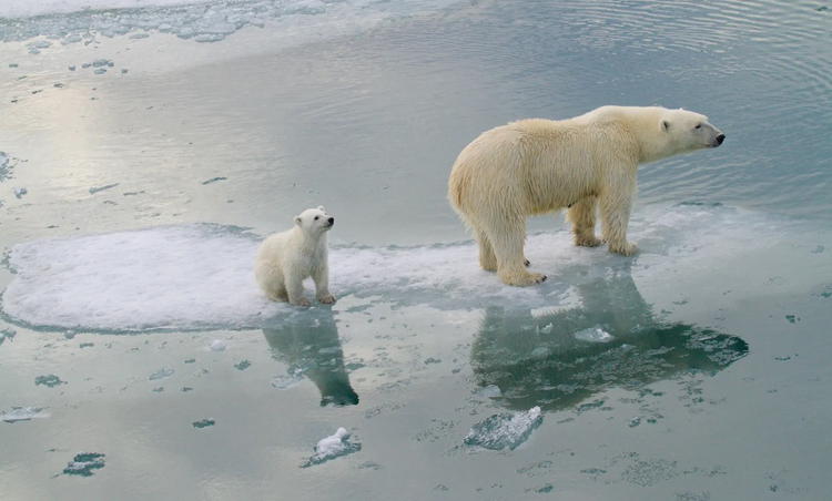 ชะตากรรมที่ “เปราะบาง” ของหมีขั้วโลกในแคนาดา