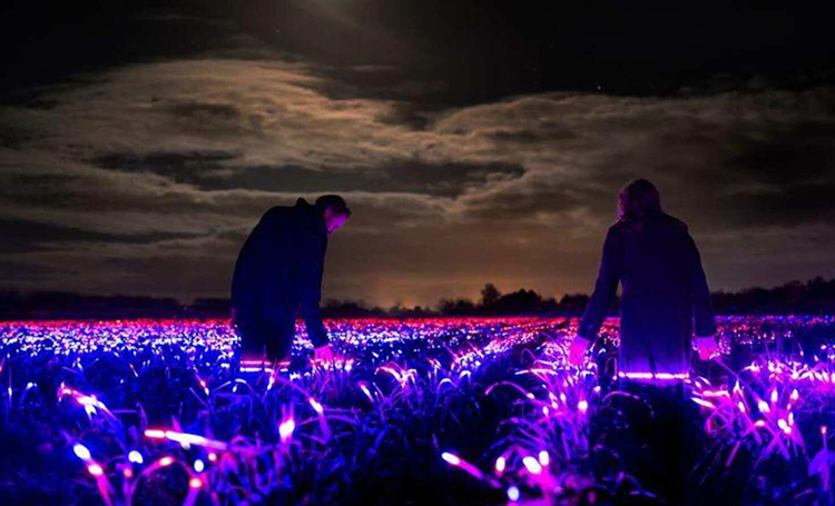 Chuyện về cánh đồng phát sáng vào ban đêm tại Hà Lan | baotintuc.vn