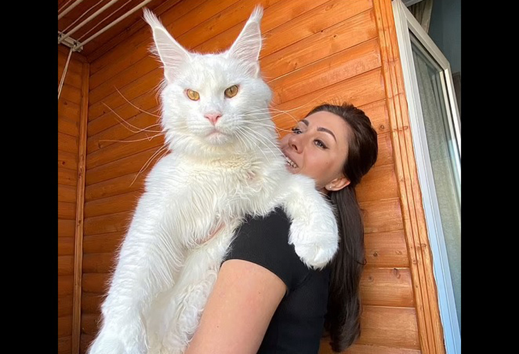 Bạn có bao giờ nghe về một chú mèo trắng Nga to lớn nhất thế giới? Hãy xem hình ảnh và khám phá sự đáng yêu của chú mèo này!