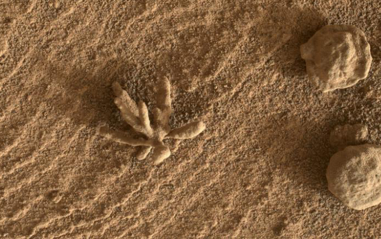 Tàu thám hiểm NASA chụp ảnh bông hoa nhỏ trên Sao Hỏa - Ảnh 1.