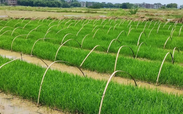 中國農民對一次種植多年收穫的水稻品種感到興奮