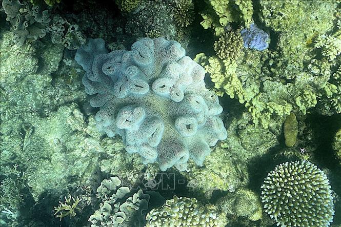 [Điện tử và sống số] Yếu tố kích thích tình trạng tẩy trắng san hô toàn cầu